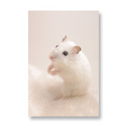 �y�b�g�p�b�P�[�W���i�B�e�F�n���X�^