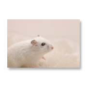 �y�b�g�p�b�P�[�W���i�B�e�F�n���X�^