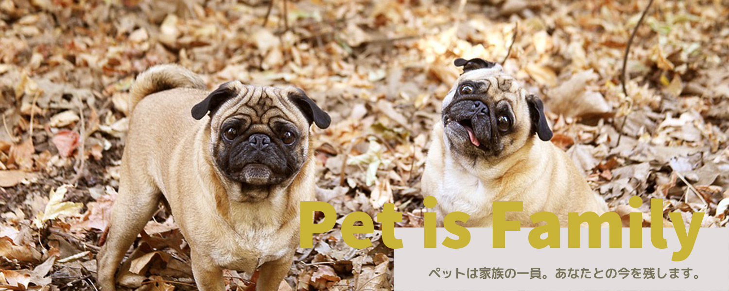 �J�����}���o���h�L�������g�B�e���C�t�t���[��10